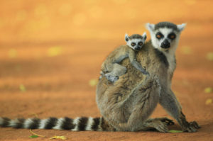 ring-tailed-lemur-mother-and-baby-cyril-ruoso